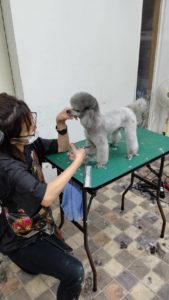 トリマーさん募集のお知らせ