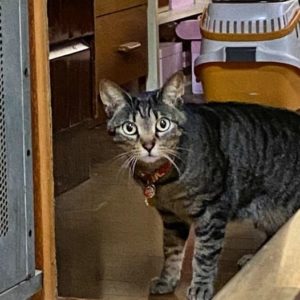 新しい家族募集中のアラレです